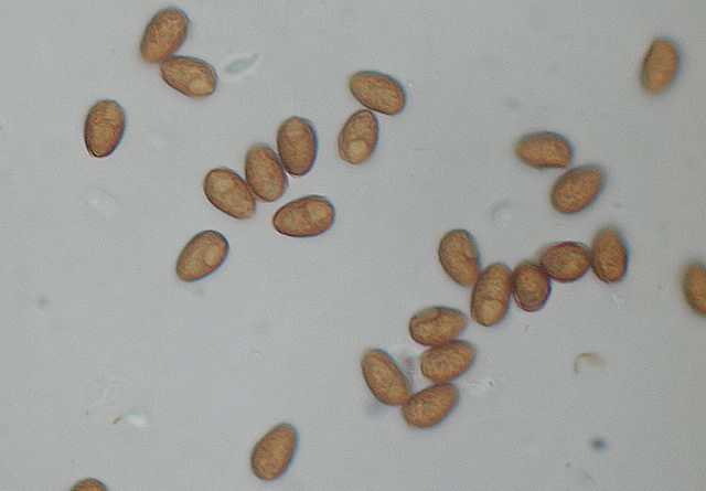 Galerina spec. Cod.DSCN 9112